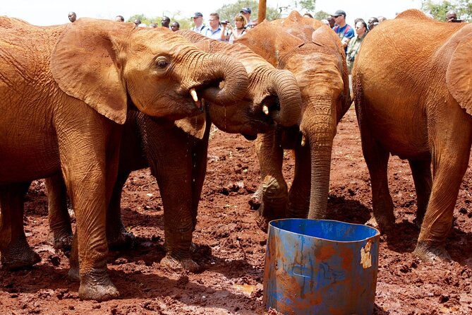 Special Daily Visit to David Sheldrick Elephant Orphanage(1st 100 Bookings Only)