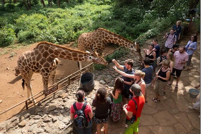 Nairobi Half-Day Tour in a Museum, Elephant Orphanage and Giraffe Center